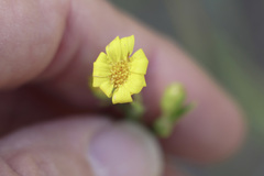 Croptilon rigidifolium