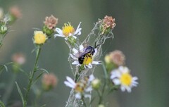 Lasioglossum fuscipenne