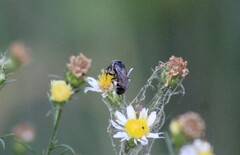 Lasioglossum fuscipenne