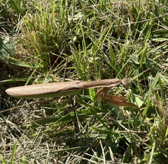 Tenodera sinensis