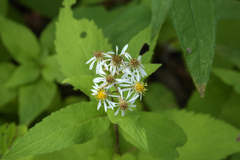 Eurybia furcata