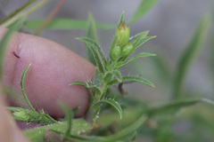 Croptilon rigidifolium