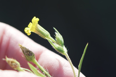 Croptilon rigidifolium