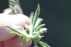 Croptilon rigidifolium