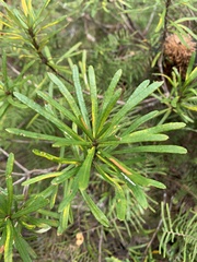 Banksia neoanglica