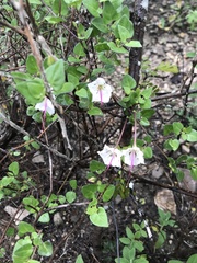 Acleisanthes