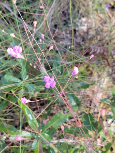 Image of Agalinis divaricata by (c) Jay Horn, some rights reserved (CC BY)