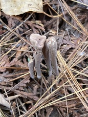 Clavariadelphus ligula