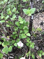Acleisanthes