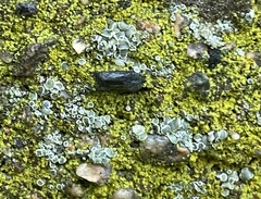 Myriolecis dispersa