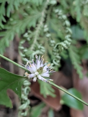 Veronicastrum axillare