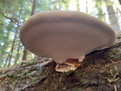 Ganoderma oregonense