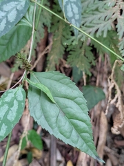 Veronicastrum axillare
