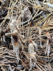 Clavariadelphus ligula