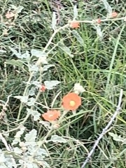 Sphaeralcea hastulata