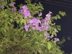 Lagerstroemia speciosa