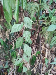 Veronicastrum axillare
