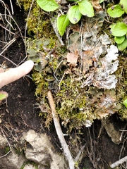 Peltigera aphthosa