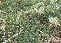 Sphaeralcea hastulata