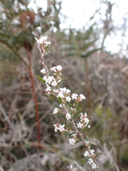 Leucopogon
