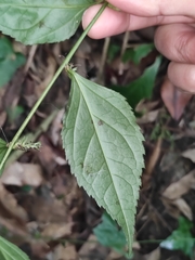 Veronicastrum axillare