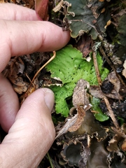 Peltigera aphthosa