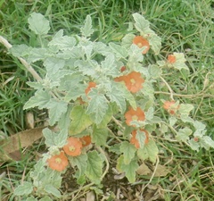 Sphaeralcea hastulata