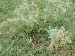 Sphaeralcea hastulata