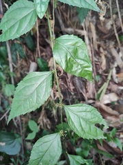 Veronicastrum axillare