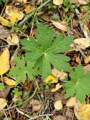 Geranium viscosissimum