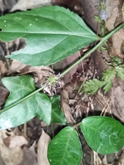 Veronicastrum axillare