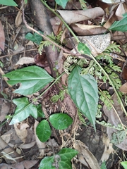 Veronicastrum axillare