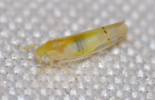 Ossiannilssonola australis
