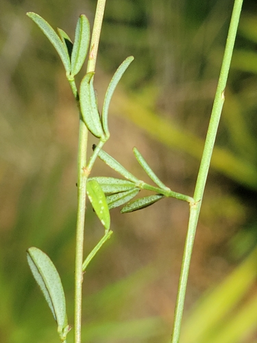 Image of Dalea carnea by (c) Jay Horn, some rights reserved (CC BY)