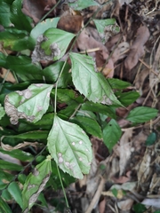Veronicastrum axillare