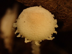 Cystolepiota seminuda