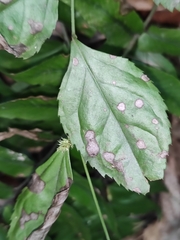 Veronicastrum axillare