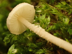 Cystolepiota seminuda