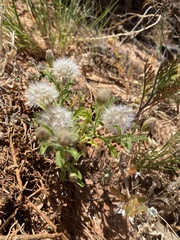Vittadinia