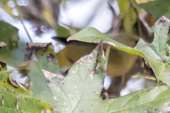 Geothlypis trichas