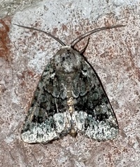 Lacinipolia explicata