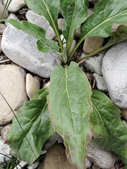 Cynoglossum officinale