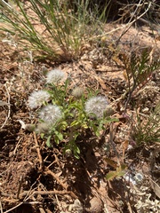 Vittadinia
