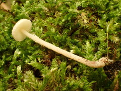 Cystolepiota seminuda