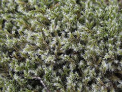 Racomitrium lanuginosum