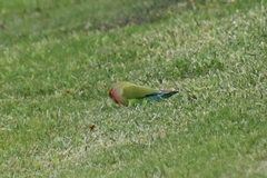 Agapornis roseicollis