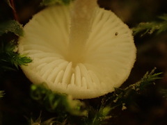Cystolepiota seminuda