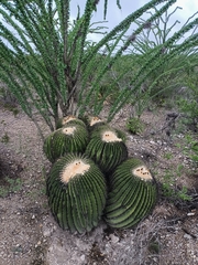 Echinocactus platyacanthus