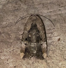 Elaphria chalcedonia