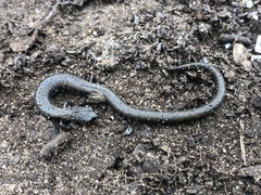 Batrachoseps gavilanensis